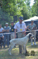 Gascon Saintongeois JOKER DE LA BUGE DU LOUP